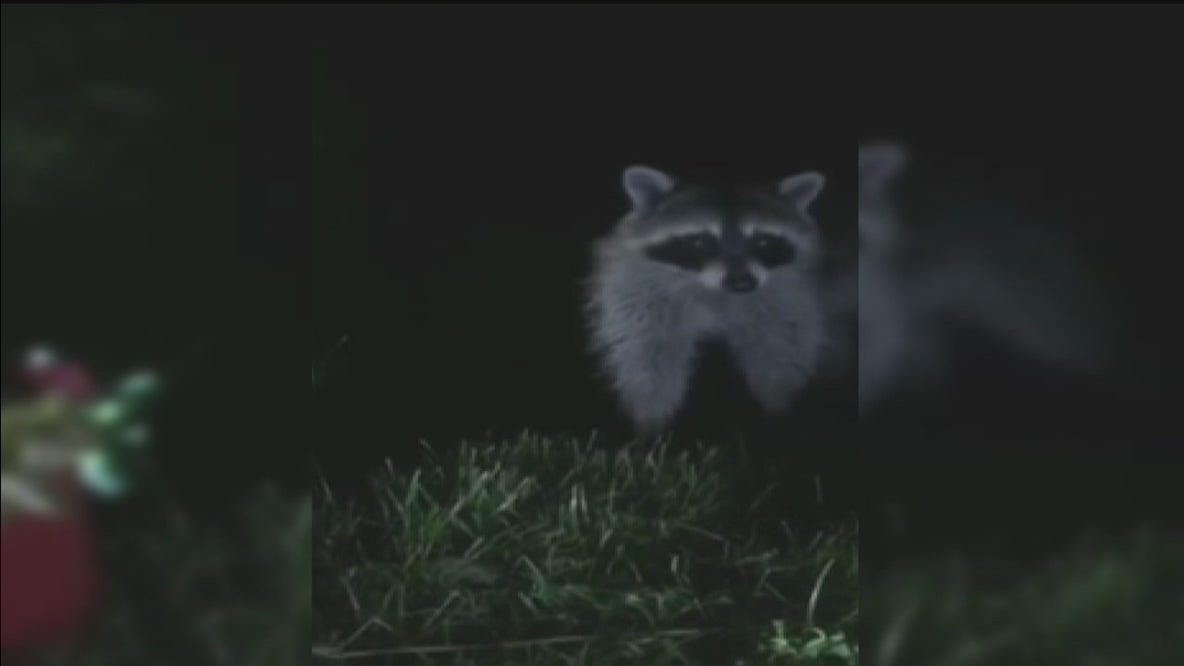 Arlington officials concerned after canine distemper confirmed in raccoons